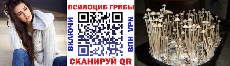 Купить  Заводоуковск  Галлюциногенные грибы Cubensis 